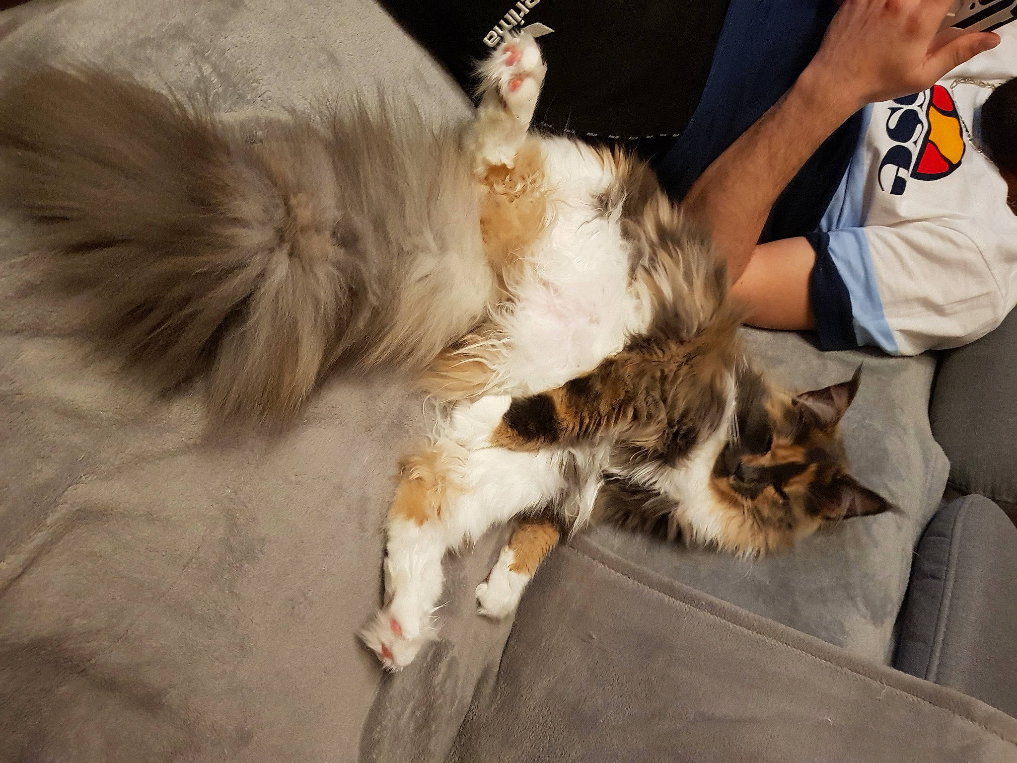 Poupy participe au concours pour gagner de l'argent avec cette photo : american_curl, carnivore, cat, domestic_long_haired_cat, ear, fawn, felidae, fur, maine_coon, norwegian_forest_cat, ragamuffin, small_to_medium_sized_cats, tail, whiskers