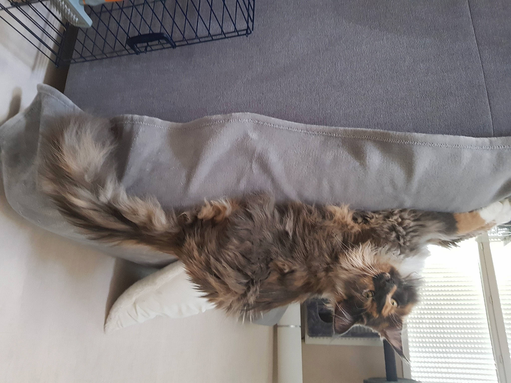 Poupy a rejoint le concours — aidez-le/la à gagner de superbes lots ! cat, fawn, felidae, fur, maine_coon, norwegian_forest_cat, small_to_medium_sized_cats, tail, wing