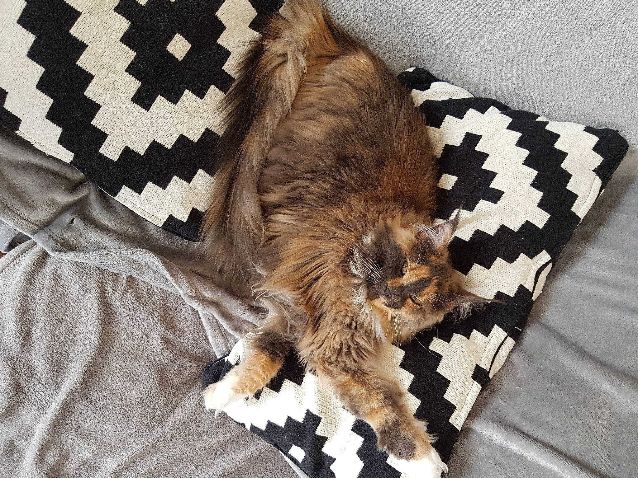 Poupy a rejoint le concours — aidez-le/la à gagner de superbes lots ! bed, cairn_terrier, canidae, carnivore, cat, dog, dog_breed, felidae, fur, furniture, kitten, linens, nap, norwich_terrier, pillow, puppy, small_to_medium_sized_cats, tail, terrier, whiskers