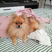 Joy a rejoint le concours — aidez-le/la à gagner de superbes lots ! alert, animal, bed, bedroom, blanket, cute, dog, fluffy, furniture, indoor, orange_fur, pet, pink_blanket, plush_toy, pomeranian, portrait, sitting, small_dog, striped_bedding, television