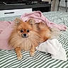 alert, animal, bed, bedroom, blanket, cute, dog, fluffy, furniture, indoor, orange_fur, pet, pink_blanket, plush_toy, pomeranian, portrait, sitting, small_dog, striped_bedding, television