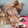 Joy a rejoint le concours — aidez-le/la à gagner de superbes lots ! blanket, brown_fur, canine, couch, cozy, curled_up, cute, dog, fluffy, home, indoor, long_hair, nap, paw_pads, pet, portrait, relaxed, sleeping, small_dog, white_paws