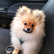 Joy a rejoint le concours — aidez-le/la à gagner de superbes lots ! adorable, animal, black_seat, car_door, car_interior, close_up, cute, dog, fluffy, fur, indoors, leash, looking_at_camera, pet, pet_accessory, pomeranian, puppy, seat, sitting, small_dog