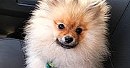 Joy a rejoint le concours — aidez-le/la à gagner de superbes lots ! adorable, animal, black_seat, car_door, car_interior, close_up, cute, dog, fluffy, fur, indoors, leash, looking_at_camera, pet, pet_accessory, pomeranian, puppy, seat, sitting, small_dog