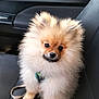 adorable, animal, black_seat, car_door, car_interior, close_up, cute, dog, fluffy, fur, indoors, leash, looking_at_camera, pet, pet_accessory, pomeranian, puppy, seat, sitting, small_dog