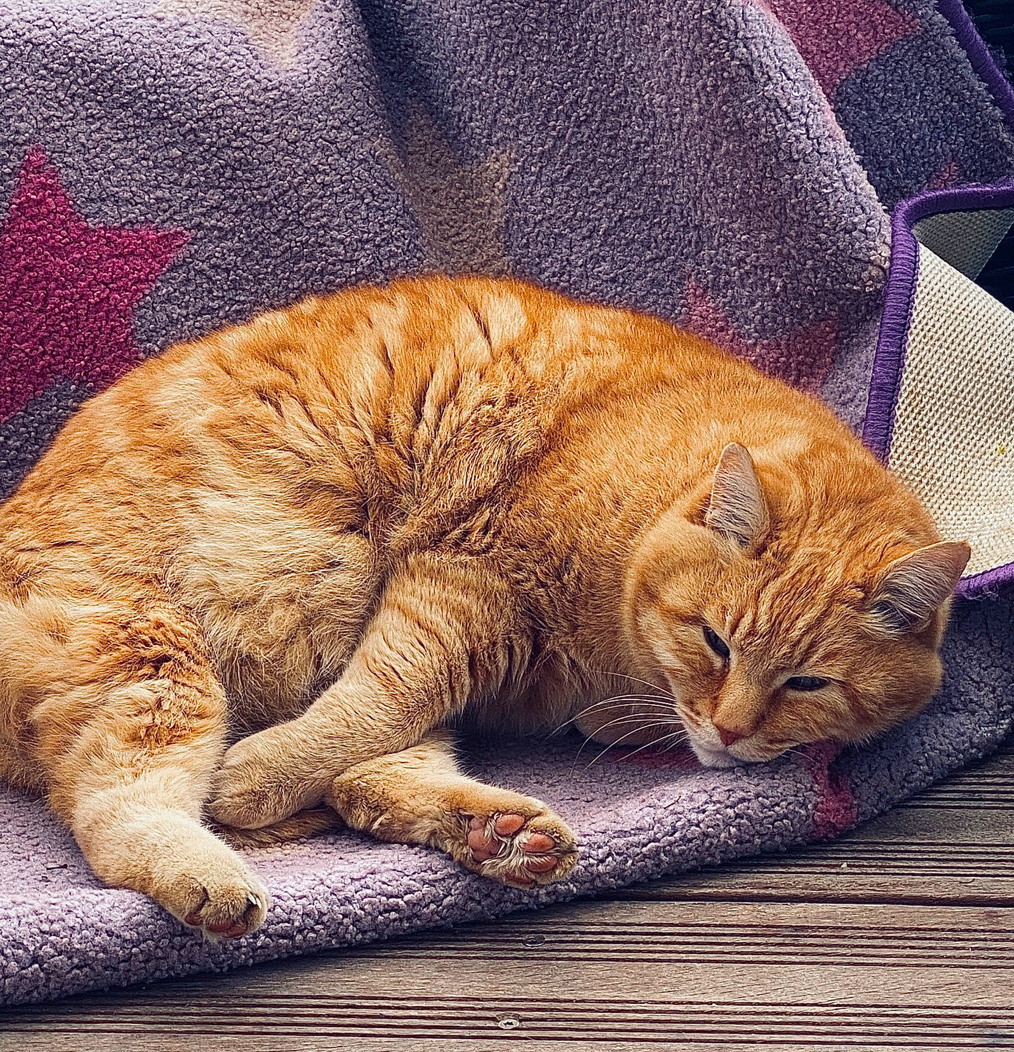 Fripouille a rejoint le concours — aidez-le/la à gagner de superbes lots ! carnivore, cat, cat_supply, claw, comfort, domestic_short_haired_cat, fawn, felidae, fur, nap, paw, sleep, small_to_medium_sized_cats, snout, tail, terrestrial_animal, whiskers, wildlife, wood, wrinkle