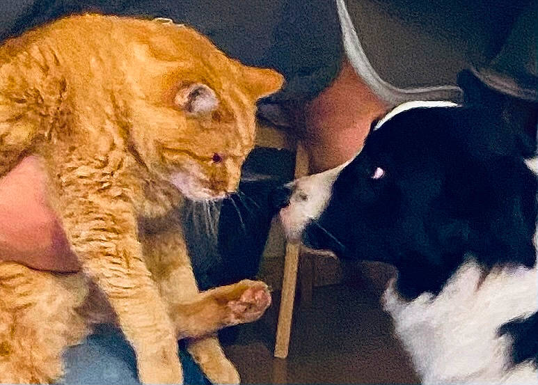 Fripouille a rejoint le concours — aidez-le/la à gagner de superbes lots ! carnivore, cat, companion_dog, dog, dog_breed, door, fawn, felidae, fur, gesture, herding_dog, mammal, paw, small_to_medium_sized_cats, snout, tail, terrestrial_animal, vertebrate, whiskers, working_animal