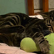 Mookie joined the competition — help win amazing prizes! animal, bed, blanket, cat, claws, cozy, cute, domestic_cat, feline, fur, indoor, paw, pet, playful, plush_toy, resting, striped, tabby_cat, toy, whiskers