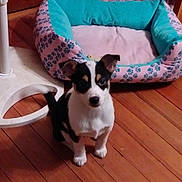 Hazel is registered to the contest to win money with this photo: canidae, carnivore, companion_dog, dog, dog_breed, fawn, jack_russell_terrier, mammal, miniature_fox_terrier, puppy, rat_terrier, russell_terrier, sporting_group, teddy_roosevelt_terrier, tenterfield_terrier, vertebrate