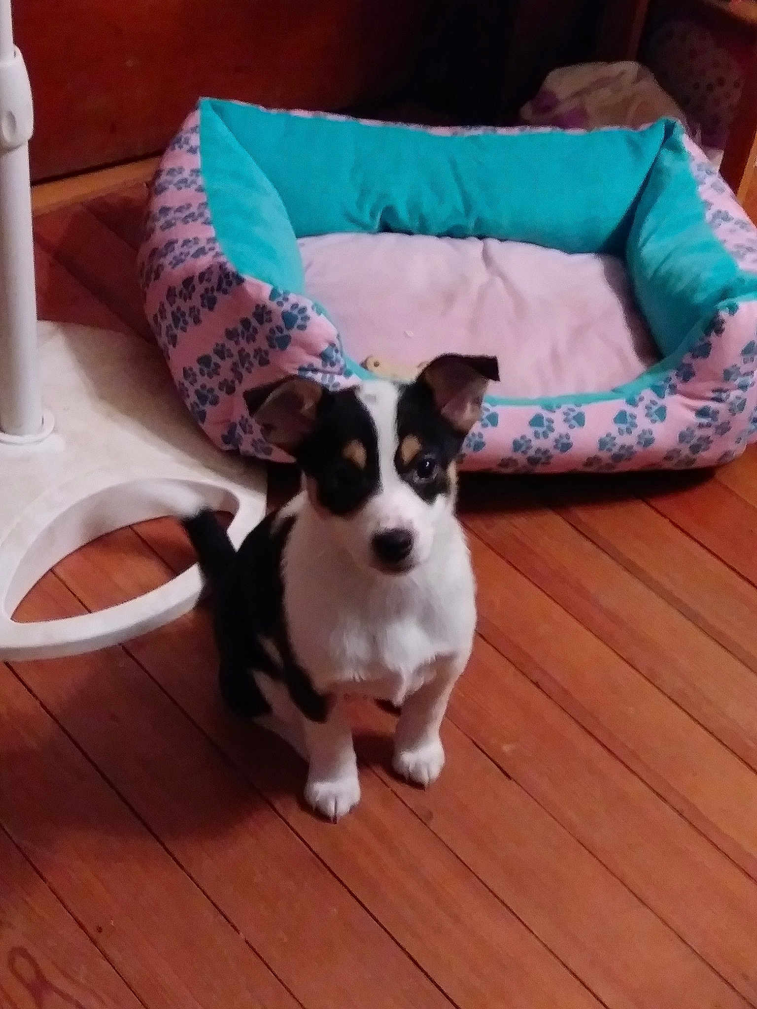 Hazel