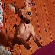 Hope is registered to the contest to win money with this photo: american_hairless_terrier, canidae, carnivore, chihuahua, companion_dog, dog, dog_breed, fawn, mammal, mexican_hairless_dog, non_sporting_group, peruvian_hairless_dog, prazsky_krysarik, russkiy_toy, snout, toy_dog, vertebrate, whiskers