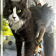 Georgia is registered to the contest to win money with this photo: cat, fluffy, black_and_white, green_eyes, tail, window, indoor, perch, curious, pet, animal, feline, whiskers, closeup, portrait, domestic_cat, fur, looking, standing, natural_light