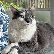 Blueberry is registered to the contest to win money with this photo: blue_pattern, cat, cozy, crossed_paws, cushion, domestic_cat, feline, furniture, garden, glass_table, gray_and_white, green_eyes, indoor, paws, pet, portrait, relaxed, whiskers, white_fur, window