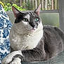 blue_pattern, cat, cozy, crossed_paws, cushion, domestic_cat, feline, furniture, garden, glass_table, gray_and_white, green_eyes, indoor, paws, pet, portrait, relaxed, whiskers, white_fur, window