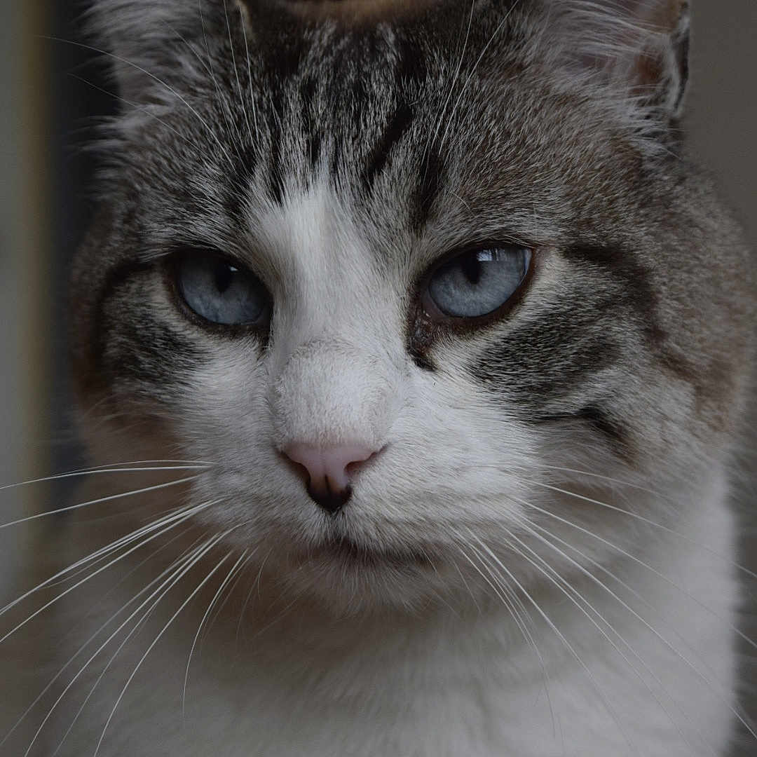 Hobi a rejoint le concours — aidez-le/la à gagner de superbes lots ! animal, blue_eyes, cat, close_up, cute, domestic_cat, ears, face, feline, focused, fur, indoor, mammal, muzzle, pet, portrait, serene, soft_light, whiskers, whiskers_visible
