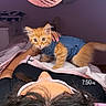 kitten, cat, orange_cat, person, face_mask, blue_clothing, bed, blanket, pink_fan, indoor, pet, lying_down, curious, resting, cozy, hair, hand, room, soft_lighting, instagram_story