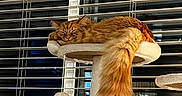 Miu-Miu joined the competition — help win amazing prizes! animal, cat, cat_tree, cozy, cute, domestic_cat, feline, fluffy, fur, home, indoor, long_tail, night, orange_cat, pet, quiet, relaxing, resting, sleeping, window_blinds