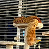 cat, orange_cat, sleeping, cat_tree, indoor, pet, feline, long_tail, fluffy, window_blinds, cozy, resting, domestic_cat, fur, animal, cute, relaxing, home, night, quiet