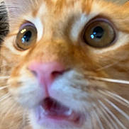 Miu-Miu joined the competition — help win amazing prizes! cat, orange_tabby, close_up, wide_eyes, surprised, mouth_open, whiskers, fur, pink_nose, indoor, pet, animal, cute, feline, expression, face, curious, macro, domestic_cat, portrait