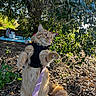 Miu-Miu is registered to the contest to win money with this photo: cat, orange_tabby, harness, leash, outdoor, greenery, foliage, sunlight, curious, standing, pet, nature, tree, ground, backpack, blanket, daylight, animal, fluffy, adventure