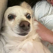 Rosie joined the competition — help win amazing prizes! dog, white_dog, close_up, fluffy, pet, animal, person, sweater, knitted, cuddle, cozy, indoor, face, fur, cute, wide_eyes, expression, companion, friendship, portrait