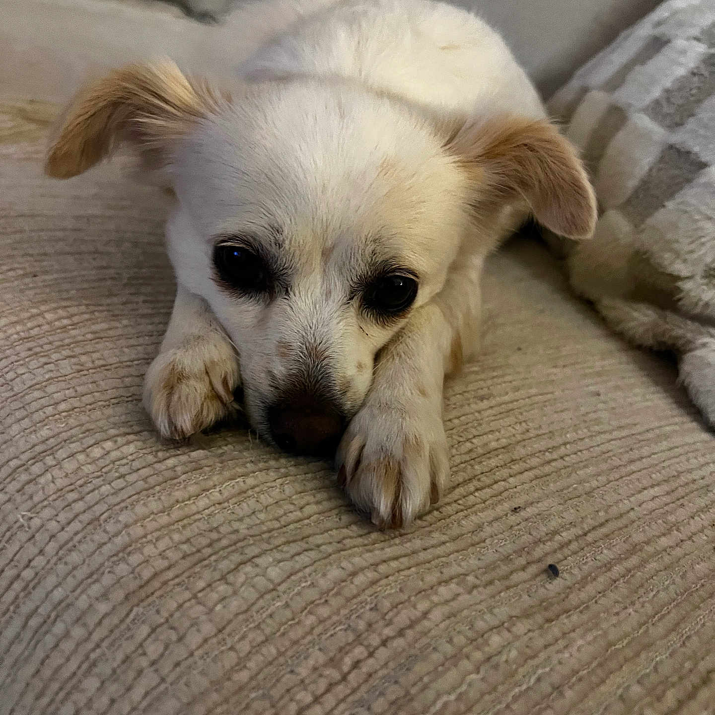 Rosie