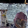 dog, cat, pet_carrier, night, lights, yellow_collar, small_dog, transparent, reflection, curious_cat, leash, outdoor, bench, animal, cute, pets, illuminated, plastic, companions, cozy