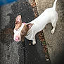 Roxy joined the competition — help win amazing prizes! dog, animal, pet, white, brown, leash, outdoor, asphalt, concrete, leaves, curious, canine, walking, sidewalk, ears, tail, pavement, street, standing, looking_up