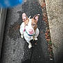 Roxy joined the competition — help win amazing prizes! dog, leash, outdoor, asphalt, curb, dry_leaves, pet, canine, brown_and_white, collar, walking, sidewalk, ears, pink_nose, looking_up, daylight, pavement, animal, companion, obedient
