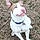 Roxy