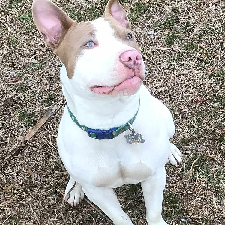 Roxy joined the competition — help win amazing prizes! alert, animal, blue_eyes, brown_fur, canine, collar, cute, daylight, dog, domestic_animal, ears, grass, mammal, nature, outdoor, pet, pink_nose, sitting, tag, white_fur