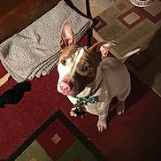 Roxy is registered to the contest to win money with this photo: dog, bow_tie, carpet, blanket, dog_bowl, food, indoor, pet, canine, brown, white, ears, collar, floor, patterned, looking_up, cute, animal, domestic, pet_accessory
