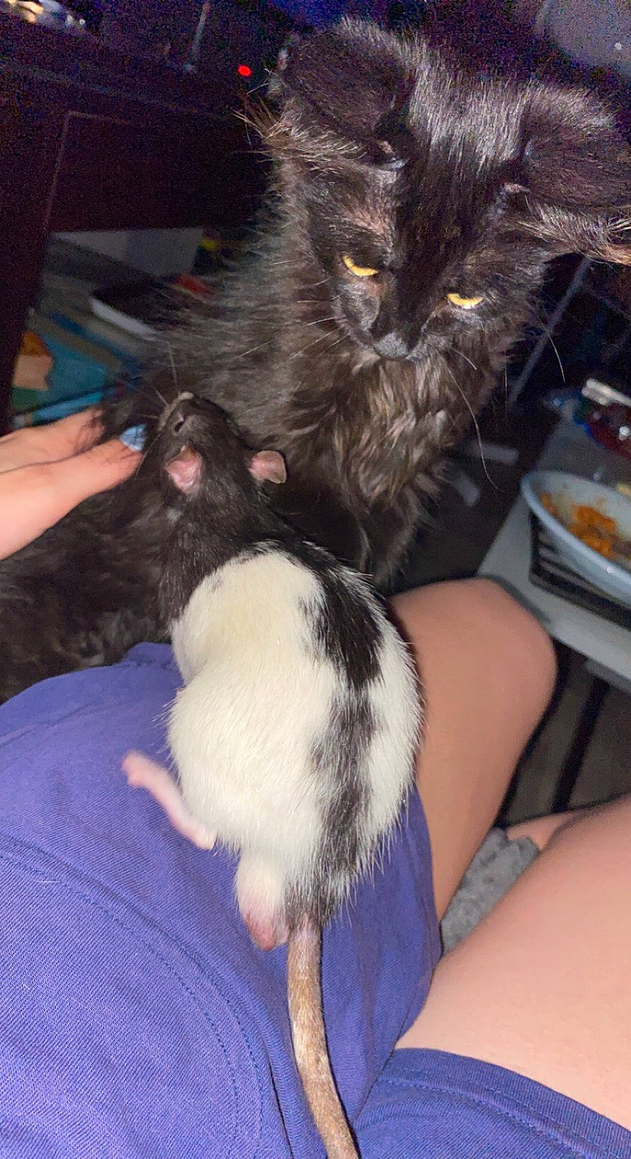 Gaya a rejoint le concours — aidez-le/la à gagner de superbes lots ! carnivore, cat, claw, comfort, companion_dog, dog_breed, domestic_short_haired_cat, felidae, finger, foot, fur, human_leg, lap, paw, plate, small_to_medium_sized_cats, snout, tableware, tail, whiskers