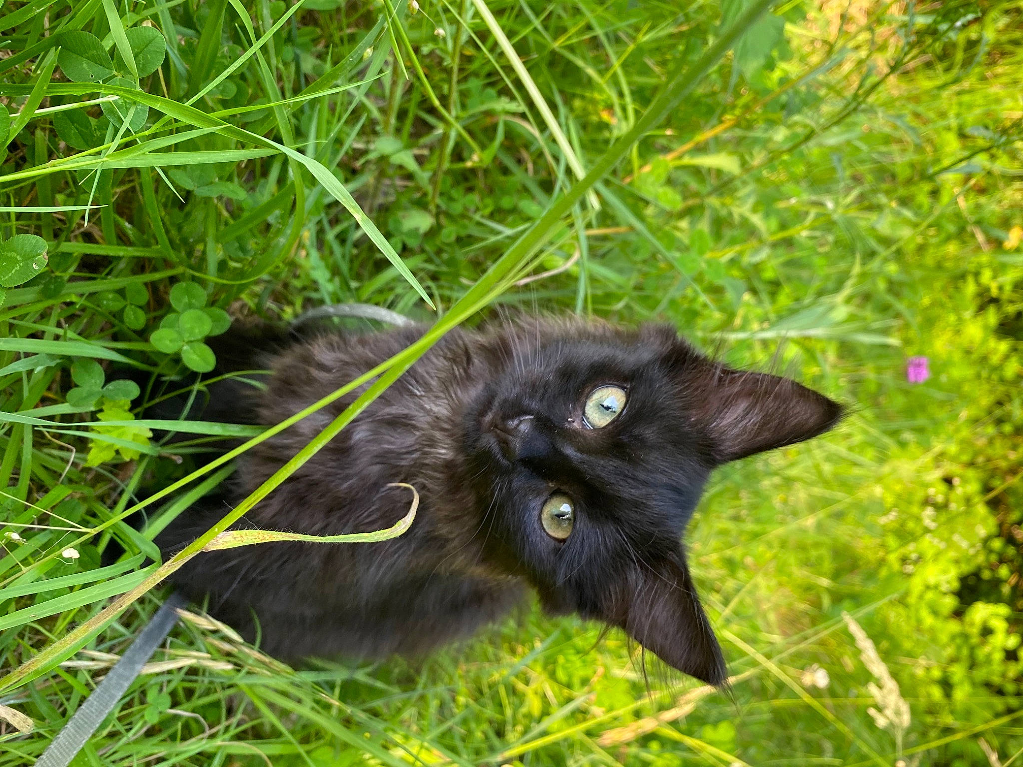 Gaya a rejoint le concours — aidez-le/la à gagner de superbes lots ! black_cat, bombay, carnivore, cat, dog_breed, domestic_short_haired_cat, felidae, flower, flowering_plant, fur, grass, groundcover, plant, shrub, small_to_medium_sized_cats, snout, tail, terrestrial_animal, whiskers, wildlife