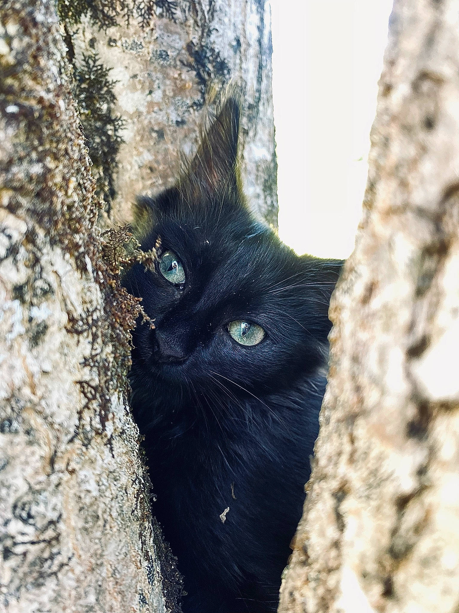 Gaya participe au concours pour gagner de l'argent avec cette photo : black_cat, bombay, carnivore, cat, domestic_short_haired_cat, eye, felidae, fur, plant, small_to_medium_sized_cats, snout, tail, terrestrial_animal, tree, trunk, twig, whiskers, wildlife, wood, woody_plant