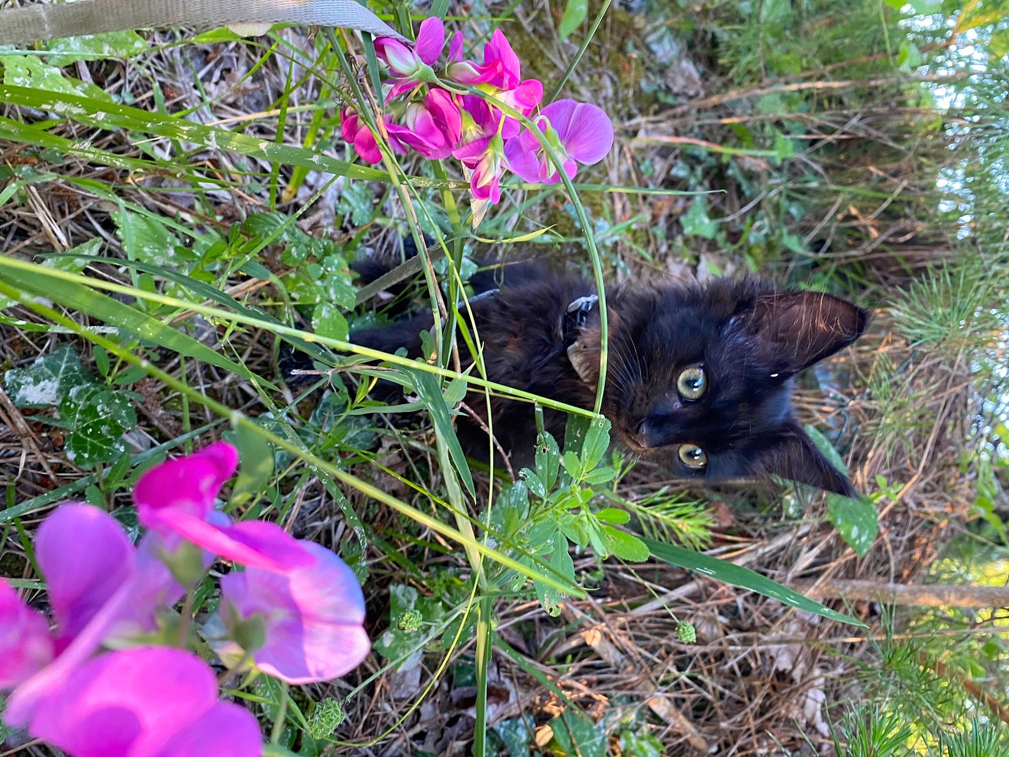 Gaya a rejoint le concours — aidez-le/la à gagner de superbes lots ! annual_plant, botany, carnivore, cat, domestic_short_haired_cat, felidae, flower, flowering_plant, grass, groundcover, herbaceous_plant, magenta, petal, plant, shrub, small_to_medium_sized_cats, subshrub, terrestrial_animal, terrestrial_plant, whiskers