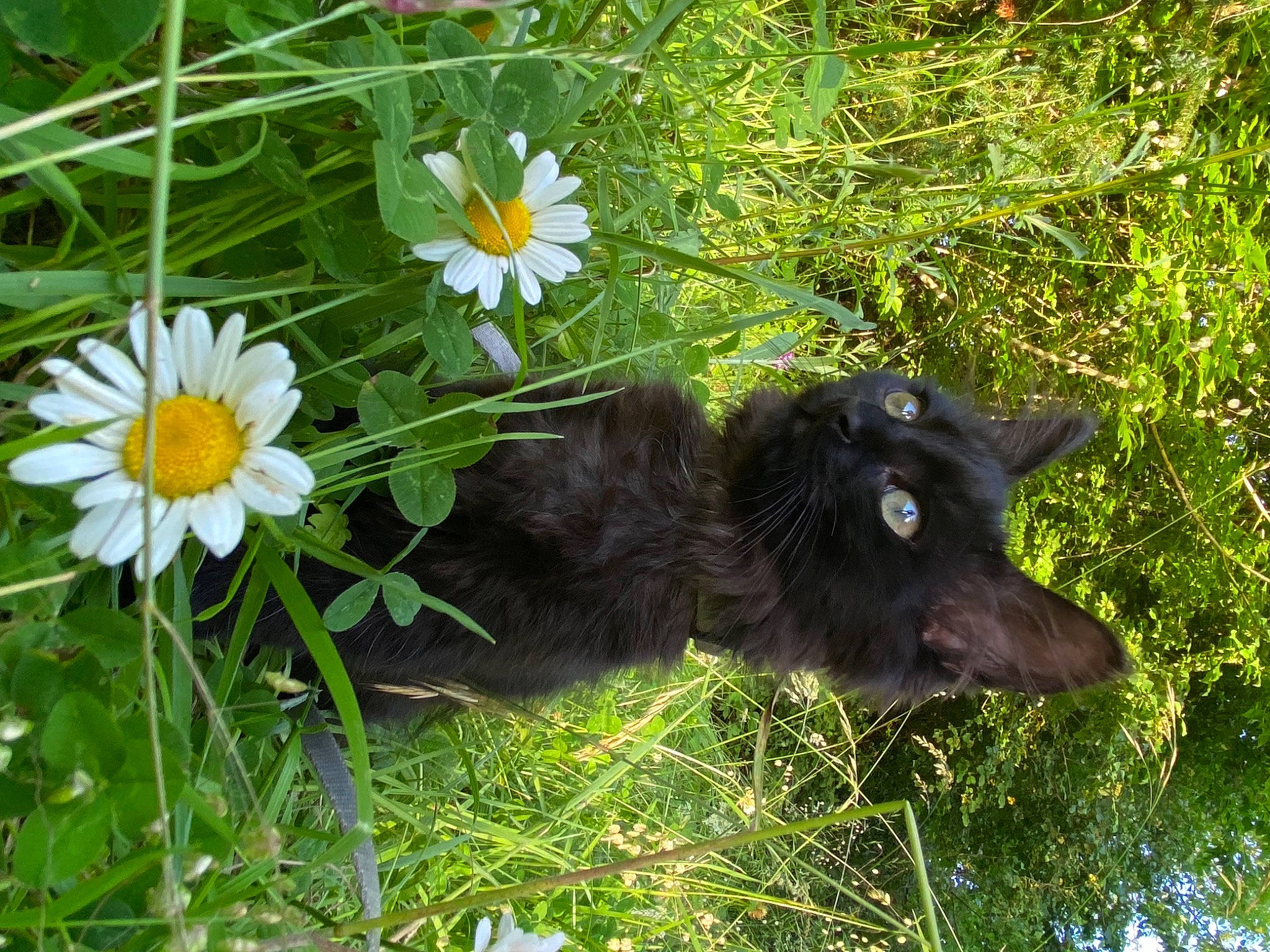 Gaya a rejoint le concours — aidez-le/la à gagner de superbes lots ! annual_plant, camomile, carnivore, cat, chamaemelum_nobile, felidae, flower, flowering_plant, grass, groundcover, herbaceous_plant, people_in_nature, petal, plant, shrub, small_to_medium_sized_cats, snout, terrestrial_animal, terrestrial_plant, whiskers