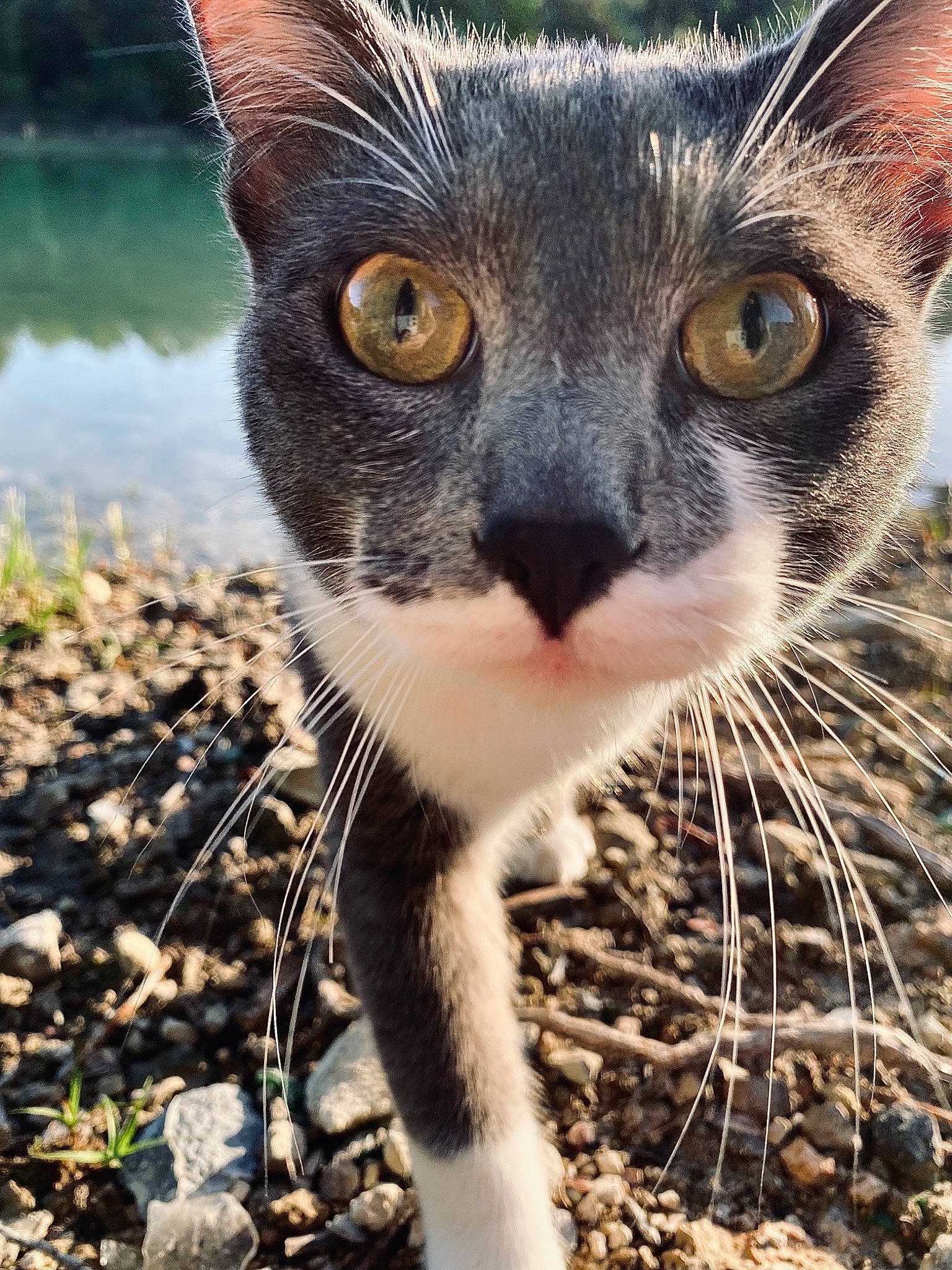 Floky participe au concours pour gagner de l'argent avec cette photo : carnivore, cat, domestic_short_haired_cat, eye, fawn, felidae, fur, grass, lake, plant, small_to_medium_sized_cats, snout, soil, terrestrial_animal, tree, water, whiskers, wildlife