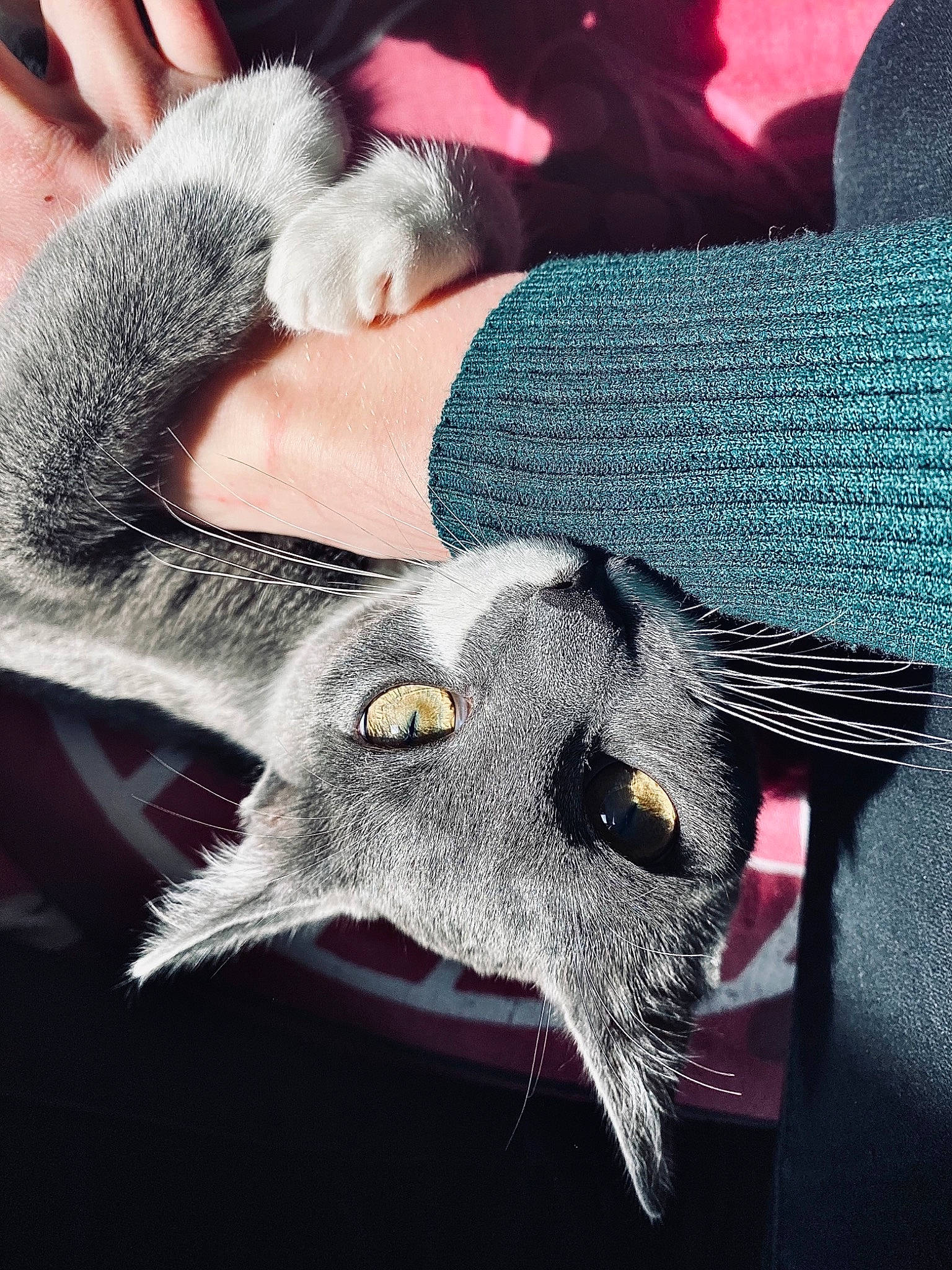 Floky a rejoint le concours — aidez-le/la à gagner de superbes lots ! bat, carnivore, claw, ear, eyelash, fang, fashion_accessory, felidae, fur, grey, hat, head, jaw, mammal, mask, small_to_medium_sized_cats, snout, tail, vertebrate, whiskers