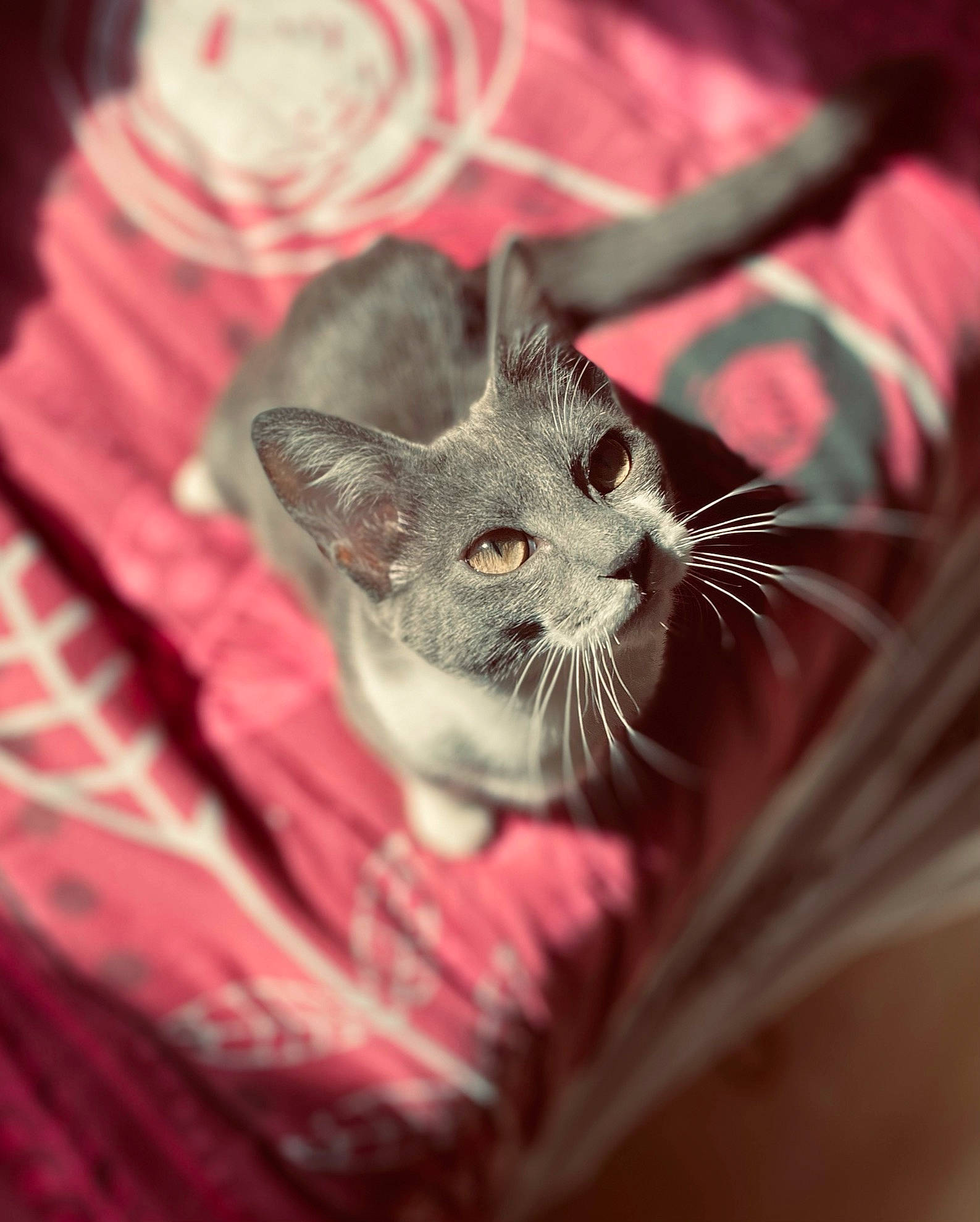 Floky participe au concours pour gagner de l'argent avec cette photo : carnivore, cat, claw, comfort, domestic_short_haired_cat, fang, fawn, felidae, fur, macro_photography, paw, small_to_medium_sized_cats, snout, tail, terrestrial_animal, whiskers, wildlife