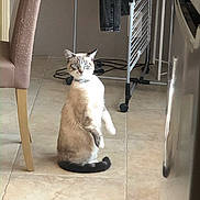 Ramses participe au concours pour gagner de l'argent avec cette photo : cat, indoor, tile_floor, chair, drying_rack, clothes, curious, alert, pet, domestic_animal, feline, collar, home, floor, brown, white, black_tail, looking, sitting, ears