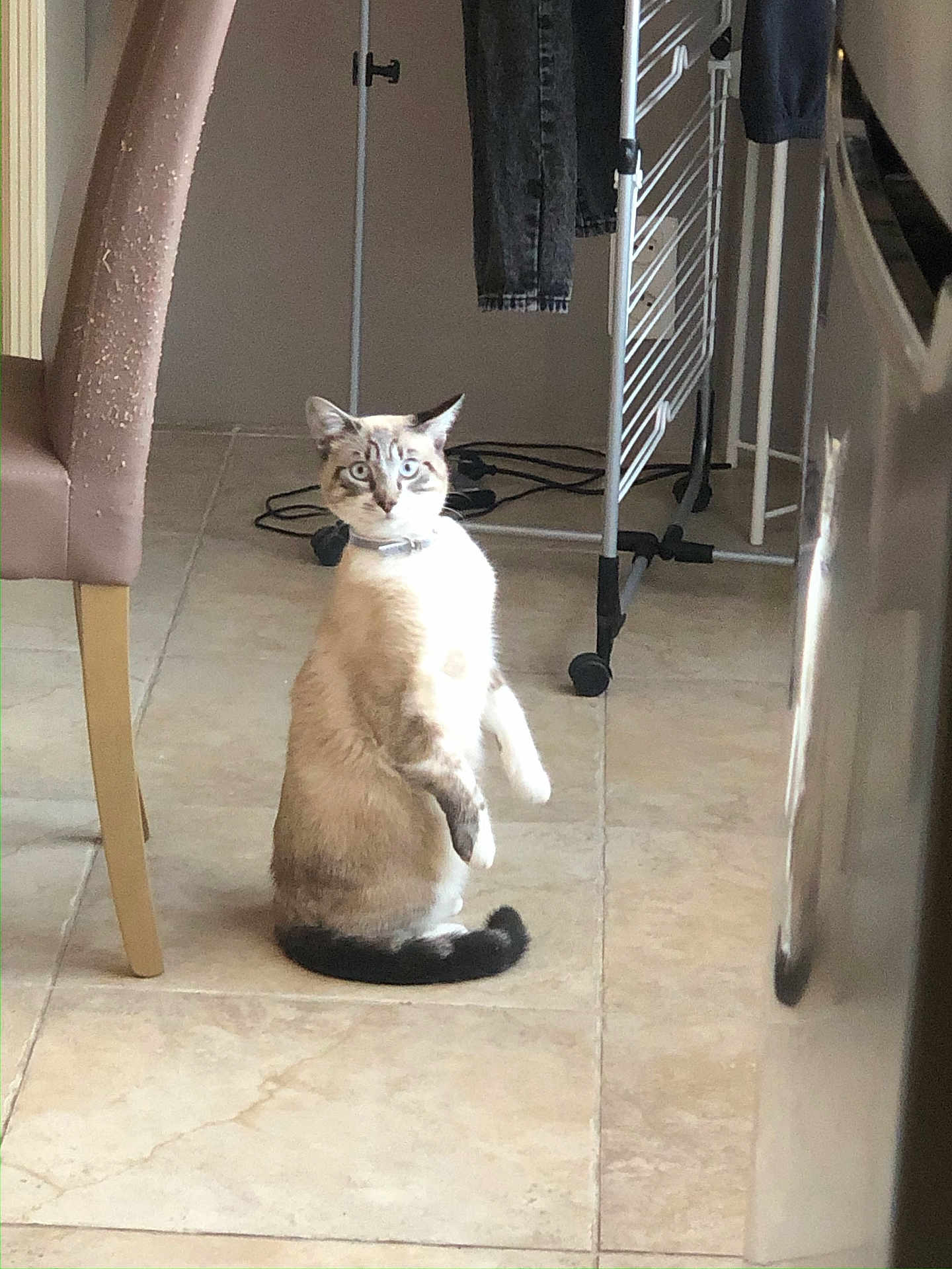 Ramses participe au concours pour gagner de l'argent avec cette photo : cat, indoor, tile_floor, chair, drying_rack, clothes, curious, alert, pet, domestic_animal, feline, collar, home, floor, brown, white, black_tail, looking, sitting, ears