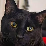 Monkey Moo Moo. joined the competition — help win amazing prizes! cat, black_cat, pet, animal, feline, close_up, portrait, golden_eyes, yellow_eyes, whiskers, ears, fur, indoor, home, soft_focus, dramatic, staring, face, mammal, photography