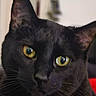 cat, black_cat, pet, animal, feline, close_up, portrait, golden_eyes, yellow_eyes, whiskers, ears, fur, indoor, home, soft_focus, dramatic, staring, face, mammal, photography