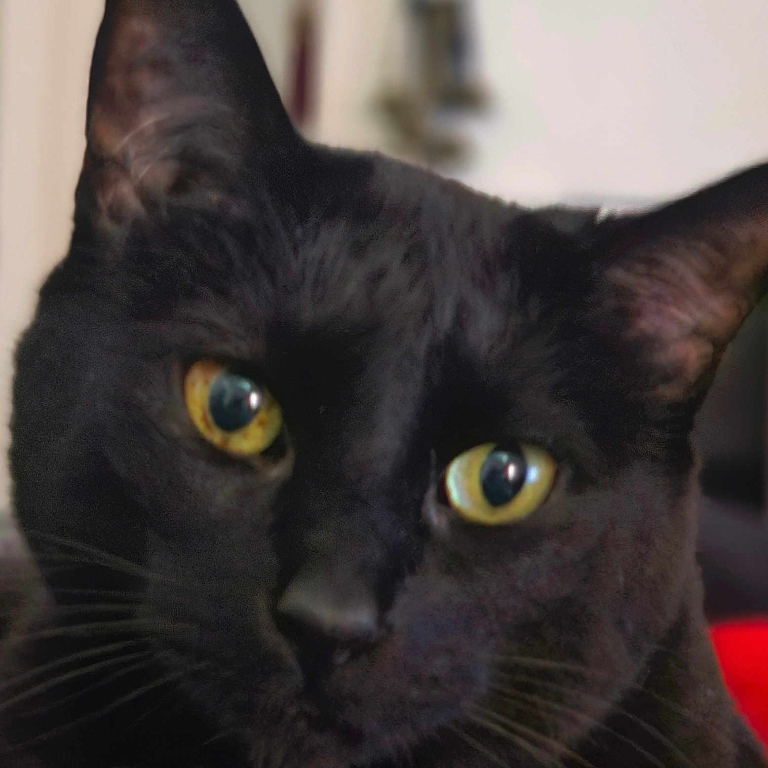 Monkey Moo Moo. joined the competition — help win amazing prizes! cat, black_cat, pet, animal, feline, close_up, portrait, golden_eyes, yellow_eyes, whiskers, ears, fur, indoor, home, soft_focus, dramatic, staring, face, mammal, photography