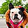 Jaxx
