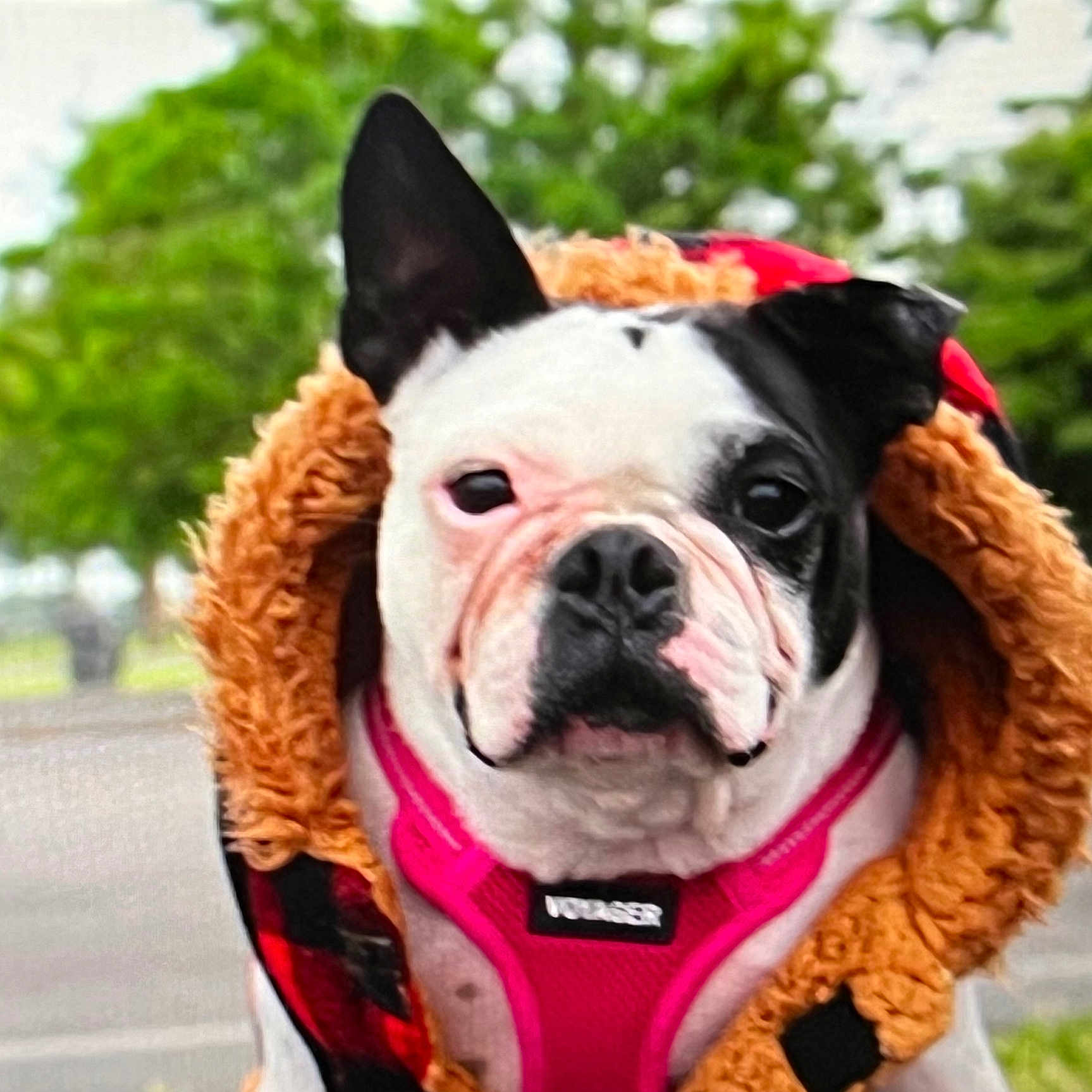 Jaxx is registered to the contest to win money with this photo: dog, outdoor, pet, canine, black_and_white, fur, harness, hood, fluffy, portrait, closeup, nature, greenery, cute, animal, ears, face, walking, park, summer