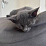 Rhea a rejoint le concours — aidez-le/la à gagner de superbes lots ! grey_cat, kitten, sleeping, nap, couch, sofa, cushion, indoor, pet, fur, ears, whiskers, close_up, face, relaxed, home_interior, shallow_depth_of_field, door_handle, soft_texture, peaceful