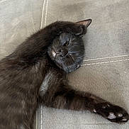 Athena participe au concours pour gagner de l'argent avec cette photo : cat, black_cat, kitten, sleeping, nap, paw, paw_pads, whiskers, fur, closeup, couch, upholstery, stitching, gray_background, indoor, pet, feline, relaxed, cozy, cute