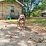 Bos is registered to the contest to win money with this photo: dog, outdoor, yard, grass, leaves, house, concrete_path, tree, pet, smiling_dog, sunlight, fence, bench, blue_sky, nature, animal, playful, canine, summer, greenery